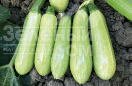 Насіння кабачків ЕЗ 38 F1 / EZ 38  F1, 45-50 днів купити оптом і в роздріб в Україні за вигідною ціною