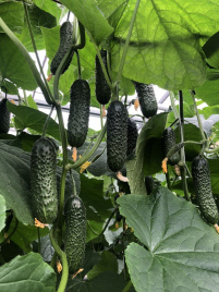 Насіння огірків Ілонара F1 / Ilonara F1 купити оптом і в роздріб в Україні за вигідною ціною