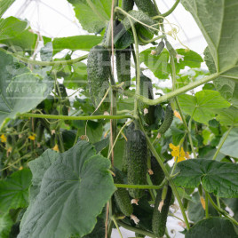 Насіння огірків Анзор F1 / Ansor F1,40-45 днів купити оптом і в роздріб в Україні за вигідною ціною