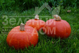 Насіння гарбуза Брайт Саммер F1 / Bright Summer F1, 75-80 днів купити оптом і в роздріб в Україні за вигідною ціною