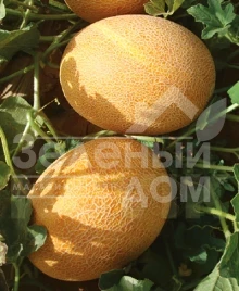 Семена дыни Нево F1 / Nevo F1,50-55 дней купить оптом и в розницу в Украине по выгодной цене