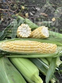 Семена кукурузы Обедиент F1 / Obediyent F1 купить оптом и в розницу в Украине по выгодной цене