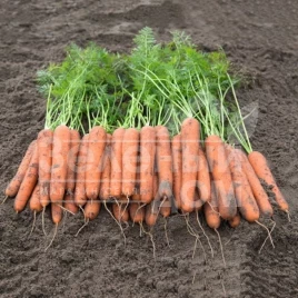 Семена моркови Новара F1 / Novara F1, 115 дней купить оптом и в розницу в Украине по выгодной цене