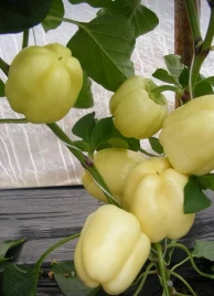 Семена сладкого перца Диадема F1 / Diadema F1,60 - 65 дней купить оптом и в розницу в Украине по выгодной цене