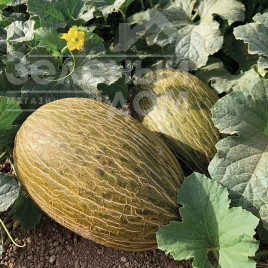 Насіння дині Макабео F1 / Makabeo F1 купити оптом і в роздріб в Україні за вигідною ціною