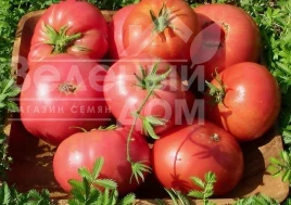 Насіння томату Пінк Топ F1 / Pink Top F1, 70 - 75 днів купити оптом і в роздріб в Україні за вигідною ціною