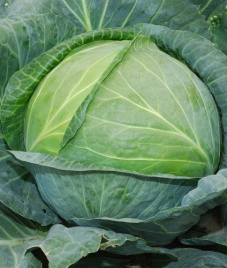 Насіння капусти білокачанної Фора F1 / Fora F1,60-62 дні купити оптом і в роздріб в Україні за вигідною ціною