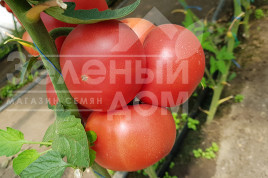 Насіння томатів Пінк Айді F1 / Pink Id F1 купити оптом і в роздріб в Україні за вигідною ціною