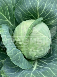 Семена капусты белокочанной Радан F1 / Radan F1,58-62 дня купить оптом и в розницу в Украине по выгодной цене