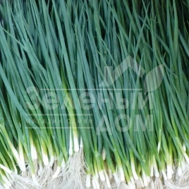 Лук на перо Вулкан / Vulkan,65-70 дней купить оптом и в розницу в Украине по выгодной цене