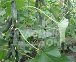 Семена огурцов Барвина F1 / Barvina F1,40-45 дней купить оптом и в розницу в Украине по выгодной цене