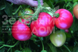 Насіння томатів Пуркарський рожевий F1 / Purkaskiy rozovyi F1, 96-98 днів купити оптом і в роздріб в Україні за вигідною ціною