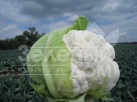 Семена капусты цветной Трайдент F1 / Trajdent F1,75-80 дней купить оптом и в розницу в Украине по выгодной цене