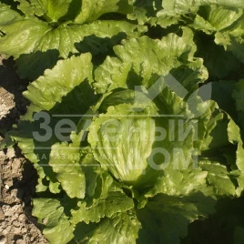 Семена салата Грин Мун (ICE 18140) / Green Moon (ICE 18140),50-55 дней купить оптом и в розницу в Украине по выгодной цене