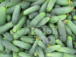 Семена огурцов Спарта F1 / Sparta F1,40-42 дня купить оптом и в розницу в Украине по выгодной цене