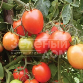 Семена томатов Кармен F1 / Carmen F1,110-115 дней купить оптом и в розницу в Украине по выгодной цене