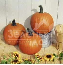 Семена тыквы Гладиатор F1 / Gladiator F1, 110 дней купить оптом и в розницу в Украине по выгодной цене