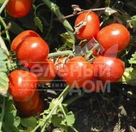 Семена томатов Трипл Ред F1 / Tripl Red F1,80-85 дней купить оптом и в розницу в Украине по выгодной цене