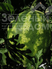 Насіння кавуна Тейтум (INX 1805) F1 / Taytum (INX 1805) F1,60-65 днів купити оптом і в роздріб в Україні за вигідною ціною