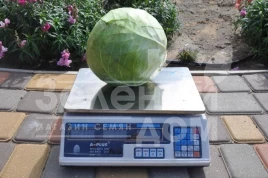 Семена капусты белокочанной Арль F1 / Arl F1, 90-95 дней купить оптом и в розницу в Украине по выгодной цене