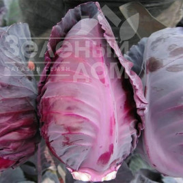 Насіння капусти червоноголової Тінті F1 / Tinty F1,75-90 днів купити оптом і в роздріб в Україні за вигідною ціною