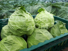 Насіння капусти білокачанної Пандіон F1 / Pandion F1,48-53 дні купити оптом і в роздріб в Україні за вигідною ціною