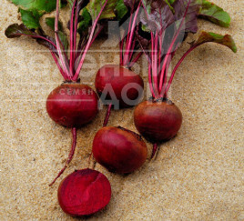 Насіння буряка Камаро F1 / Kamaro F1,105-110 днів купити оптом і в роздріб в Україні за вигідною ціною