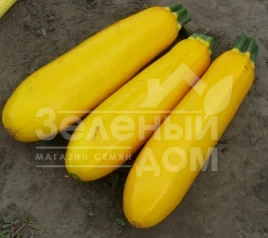 Семена кабачков Голдстик F1 / Goldstik F1,45 дней купить оптом и в розницу в Украине по выгодной цене