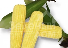 Семена кукурузы Шербет F1 / Sherbet F1,75-79 дней купить оптом и в розницу в Украине по выгодной цене