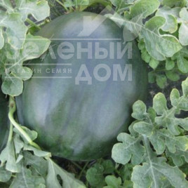 Насіння кавуна ЦРХ 10041 F1 / CRX 10041 F1 купити оптом і в роздріб в Україні за вигідною ціною