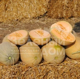 Семена дыни Янив F1 (HA 64 07) / Yaniv F1 (HA 64 07),65-70 дней купить оптом и в розницу в Украине по выгодной цене