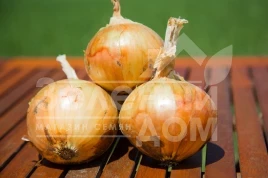 Лук репчатый Вольф F1 / Wolf F1,260-280 дней купить оптом и в розницу в Украине по выгодной цене