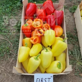 Семена сладкого перца Фьорст F1 / First F1, 55-60 дней купить оптом и в розницу в Украине по выгодной цене
