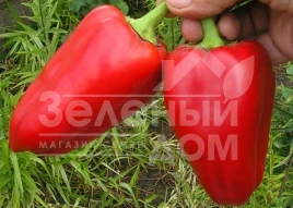 Семена сладкого перца Айвенго / Aivengo  купить оптом и в розницу в Украине по выгодной цене