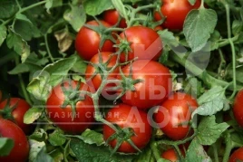 Семена томатов Чибли F1 / Chibli F1,70-100 дней купить оптом и в розницу в Украине по выгодной цене