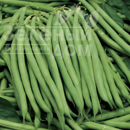Насіння спаржевої квасолі Серенгеті / Serenheti купити оптом і в роздріб в Україні за вигідною ціною