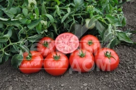 Семена томатов Томск F1 / Tomsk F1,70-75 дней купить оптом и в розницу в Украине по выгодной цене