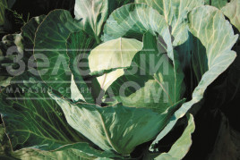 Насіння капусти білокачанної Глорія F1 / Gloria F1,75-80 днів купити оптом і в роздріб в Україні за вигідною ціною