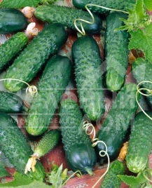 Семена огурцов Октопус F1 / Octopus F1,45-48 дней купить оптом и в розницу в Украине по выгодной цене