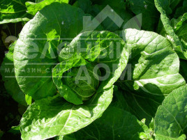 Насіння капусти пекінської Пацифіко F1 / Pacifico F1,67-72 дні купити оптом і в роздріб в Україні за вигідною ціною