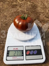 Семена томатов Керук F1 / Keruk F1, 70 дней купить оптом и в розницу в Украине по выгодной цене