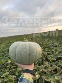 Насіння гарбуза Краун Прінс F1 / Kraun Prins F1 купити оптом і в роздріб в Україні за вигідною ціною