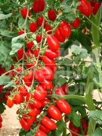 Семена томатов Колина F1 / Collina F1,105-115 дней купить оптом и в розницу в Украине по выгодной цене