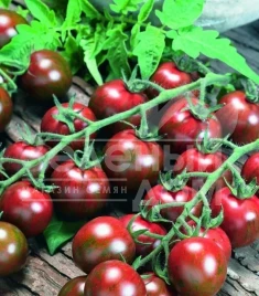 Семена томатов Тигрино F1 / Tigrino F1,60-70 дней купить оптом и в розницу в Украине по выгодной цене