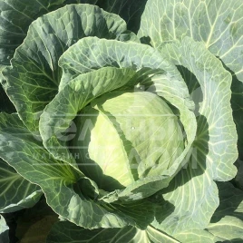 Семена капусты белокочанной Вермонт F1 / Vermont F1,75-85 дней купить оптом и в розницу в Украине по выгодной цене