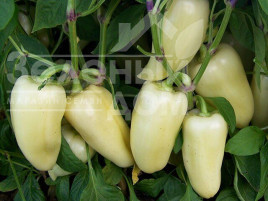 Насіння солодкого перцю Хаскі F1 / Haski F1 купити оптом і в роздріб в Україні за вигідною ціною