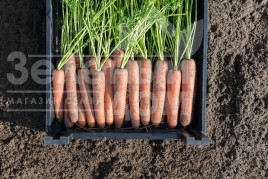 Насіння моркви Навал F1 / Naval F1,117 днів купити оптом і в роздріб в Україні за вигідною ціною