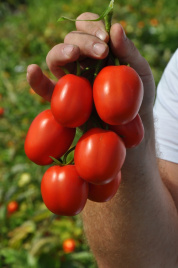 Насіння томатів Мегрез (ЕЗ 1418) F1 / Megrez (EZ 1418) F1, 100-110 днів купити оптом і в роздріб в Україні за вигідною ціною