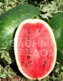 Семена арбуза Эрли Саманта F1 / Early Samanta F1,65 - 70 дней купить оптом и в розницу в Украине по выгодной цене