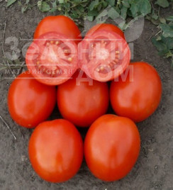 Насіння томатів 1807 F1 / 1807 F1,110 днів купити оптом і в роздріб в Україні за вигідною ціною